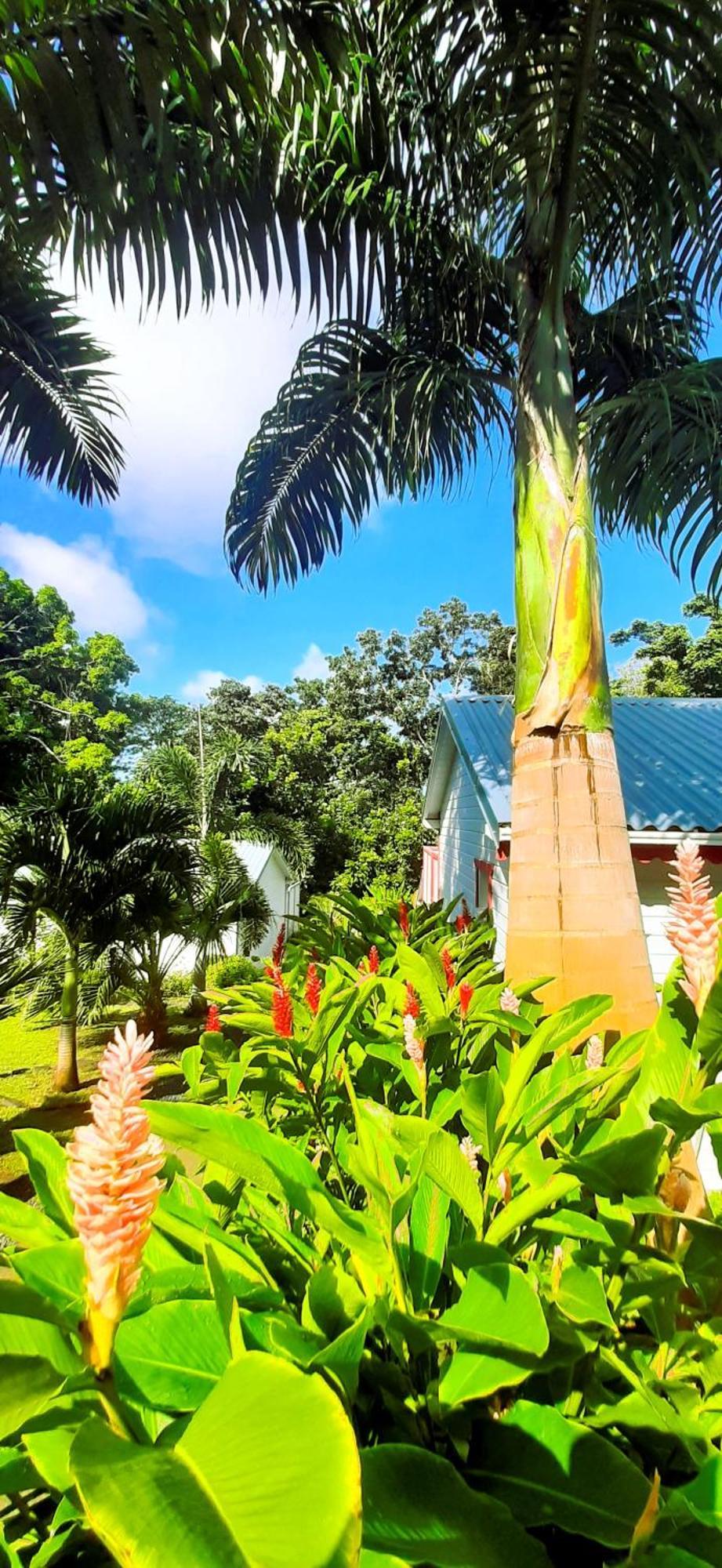 Caraibes Cottage Grenat Piscine Privee 900M De Grande Anse Deshaies Esterno foto