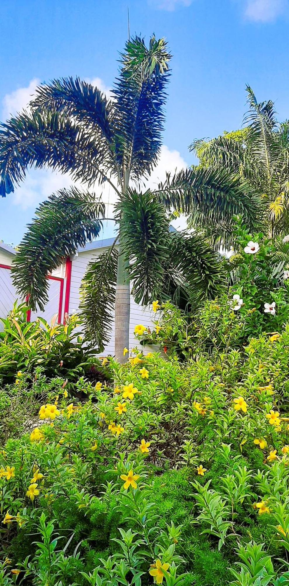 Caraibes Cottage Grenat Piscine Privee 900M De Grande Anse Deshaies Esterno foto